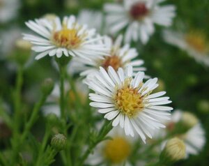 Aster pringlei 'Monte Cassino' P9 - afbeelding 6