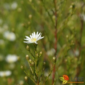 Aster pringlei 'Monte Cassino' P9 - afbeelding 2