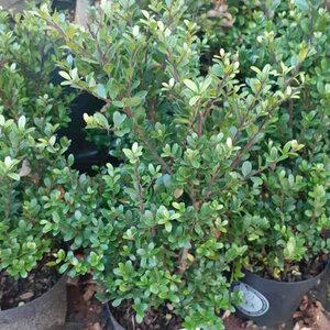 Ilex crenata 'Dark Green' 25/30 C. - afbeelding 2