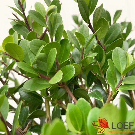 Ilex crenata 'Dark Green' 25/30 C. - afbeelding 1