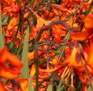 Crocosmia 'Emily McKenzie' P9 - afbeelding 1