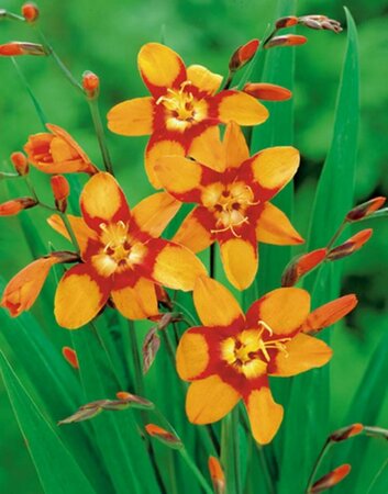 Crocosmia 'Emily McKenzie' P9 - afbeelding 2