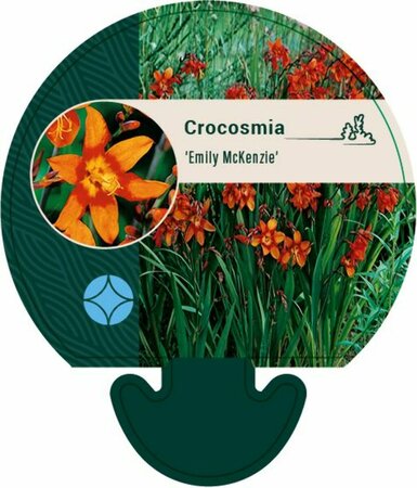 Crocosmia 'Emily McKenzie' P9 - afbeelding 4