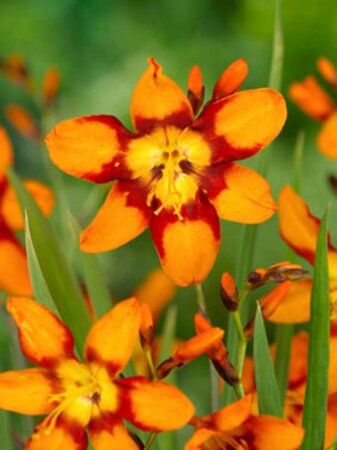 Crocosmia 'Emily McKenzie' P9 - afbeelding 3