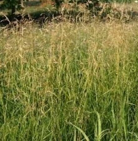 Deschampsia cespitosa 'Goldschleier' P9 - afbeelding 3