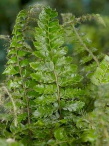 Polystichum polyblepharum P9 - afbeelding 7