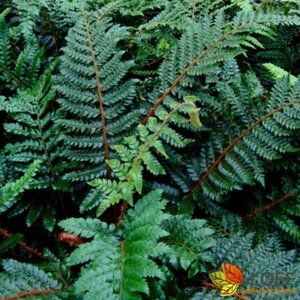 Polystichum polyblepharum P9 - afbeelding 2