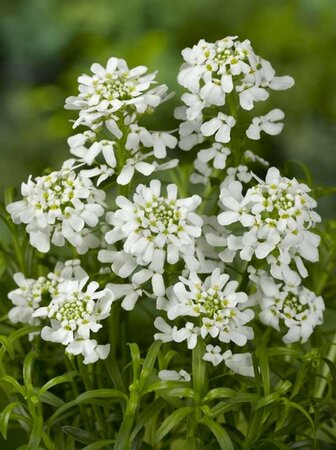 Iberis sempervirens P9 - afbeelding 4