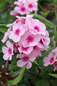 Phlox paniculata 'Bright Eyes' P9 - afbeelding 1