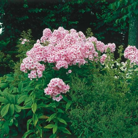 Phlox paniculata 'Bright Eyes' P9 - afbeelding 2