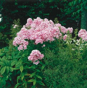 Phlox paniculata 'Bright Eyes' P9 - afbeelding 2