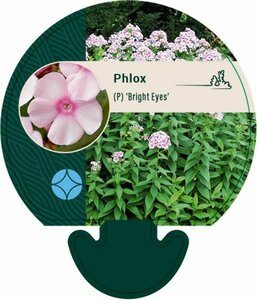 Phlox paniculata 'Bright Eyes' P9 - afbeelding 6