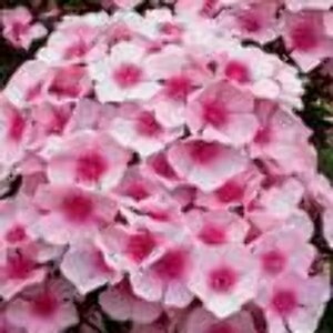 Phlox paniculata 'Bright Eyes' P9 - afbeelding 3