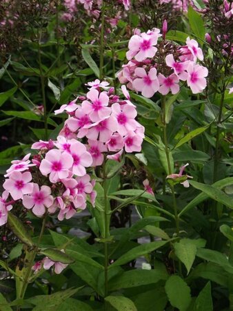 Phlox paniculata 'Bright Eyes' P9 - afbeelding 4