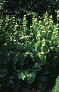 Phlomis tuberosa P9 - afbeelding 1