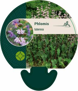 Phlomis tuberosa P9 - afbeelding 3