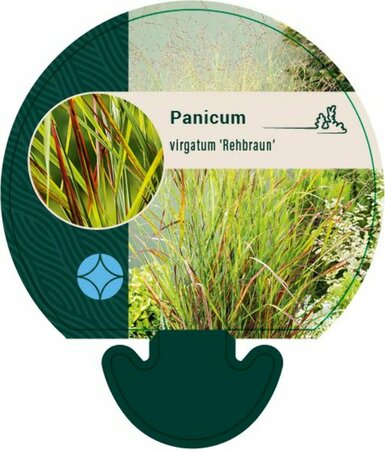 Panicum virgatum 'Rehbraun' P9 - afbeelding 2