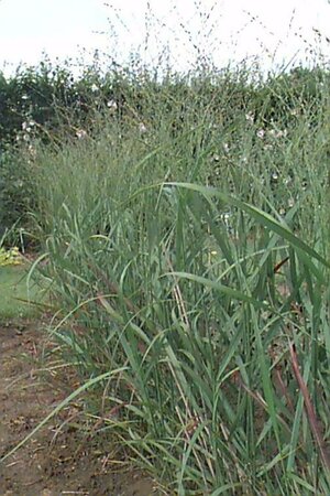 Panicum virgatum 'Rehbraun' P9 - afbeelding 1