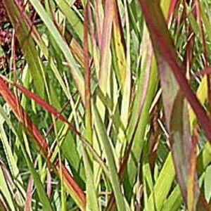 Panicum virgatum 'Rehbraun' P9 - afbeelding 3