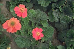 Geum coccineum 'Borisii' P9