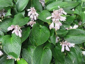 Hosta 'Devon Green' P9 - afbeelding 2