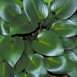 Hosta 'Devon Green' P9 - afbeelding 3