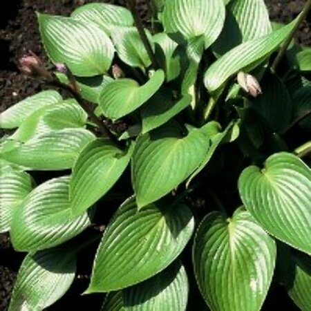 Hosta 'Devon Green' P9 - afbeelding 4