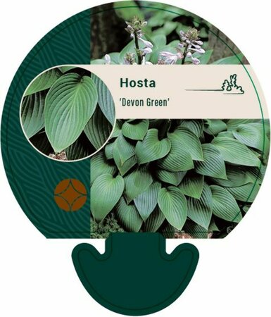 Hosta 'Devon Green' P9 - afbeelding 1