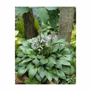 Hosta 'Devon Green' P9 - afbeelding 5