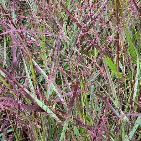 Panicum virgatum 'Squaw' P9 - afbeelding 2