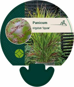 Panicum virgatum 'Squaw' P9 - afbeelding 1