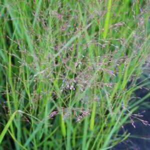 Panicum virgatum 'Squaw' P9 - afbeelding 3