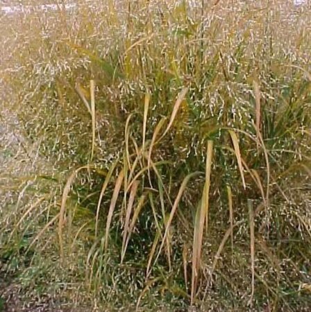 Panicum virgatum 'Squaw' P9 - afbeelding 4