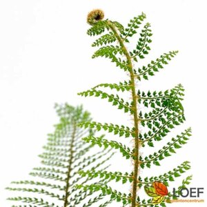 Polystichum setiferum 'Herrenhausen' P9 - afbeelding 1