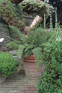 Polystichum setiferum 'Herrenhausen' P9 - afbeelding 2