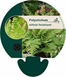 Polystichum setiferum 'Herrenhausen' P9 - afbeelding 6