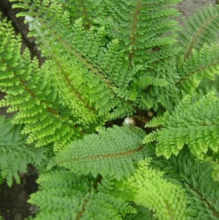 Polystichum setiferum 'Herrenhausen' P9 - afbeelding 5