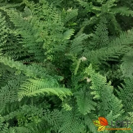 Polystichum setiferum 'Herrenhausen' P9 - afbeelding 3