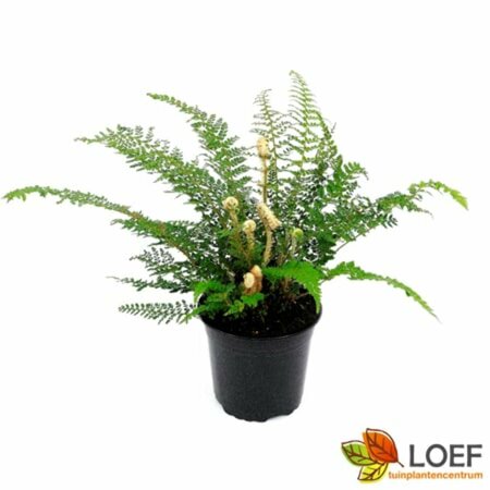 Polystichum setiferum 'Herrenhausen' P9 - afbeelding 4