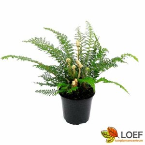 Polystichum setiferum 'Herrenhausen' P9 - afbeelding 4