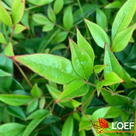 Nandina domestica 'Gulf Stream' 25/30 C.