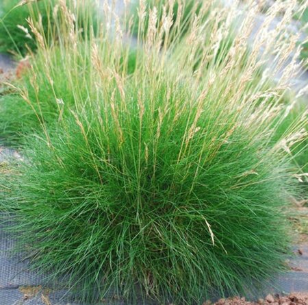 Festuca gautieri P9 - afbeelding 4