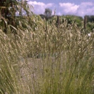 Festuca gautieri P9 - afbeelding 5