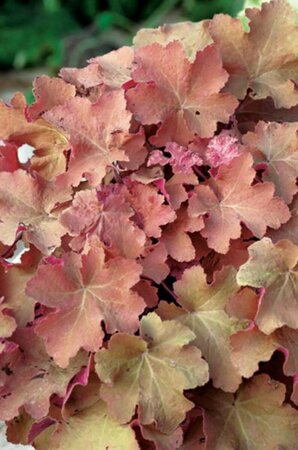 Heuchera 'Caramel' P9 - afbeelding 2