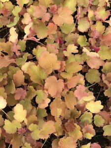 Heuchera 'Caramel' P9 - afbeelding 6