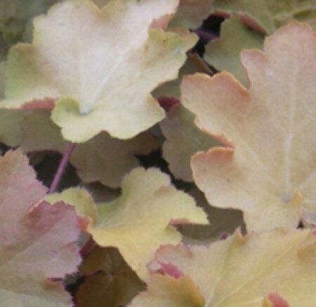 Heuchera 'Caramel' P9 - afbeelding 3