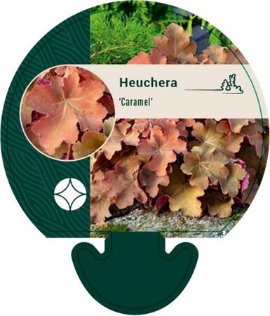 Heuchera 'Caramel' P9 - afbeelding 1