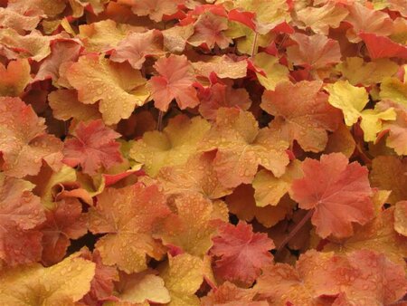 Heuchera 'Caramel' P9 - afbeelding 4