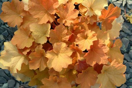 Heuchera 'Caramel' P9 - afbeelding 5