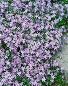 Phlox subulata 'Emerald Cushion Blue' P9 - afbeelding 1